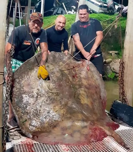 Click image for larger version

Name:	550-lb-stingray.jpg
Views:	78
Size:	106.4 KB
ID:	46